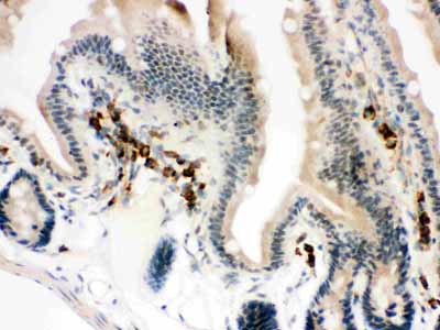 2 - Anti-Actin Antibody ABO12749