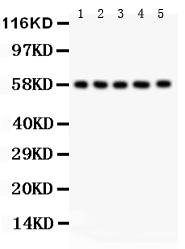 1 - Anti-AGFG1 Antibody ABO12750