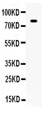 1 - Anti-SP1 Antibody ABO12751