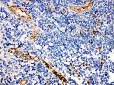 2 - Anti-CD59 Antibody ABO12754