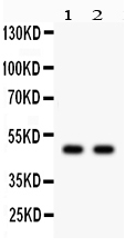 1 - Anti-JNK2 Antibody ABO12755