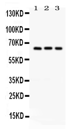 1 - Anti-OPN Antibody ABO12758