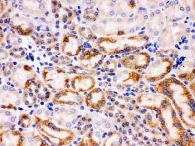 2 - Anti-Wnt7a Antibody ABO12765