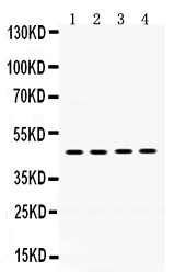 1 - Anti-Thrombin Receptor Antibody ABO12769