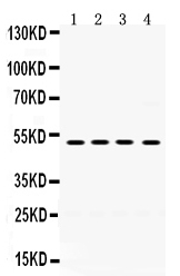 1 - Anti-KIM1 Antibody ABO12770