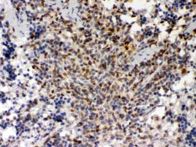 2 - Anti-PU.1/Spi1 Antibody ABO12773