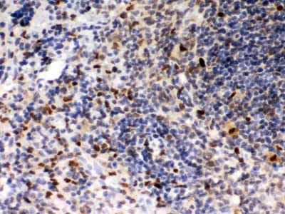 2 - Anti-PU.1/Spi1 Antibody ABO12773