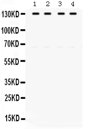 1 - Anti-TRIF Antibody ABO12776