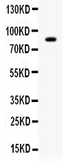 1 - Anti-SMURF 2 Antibody ABO12778