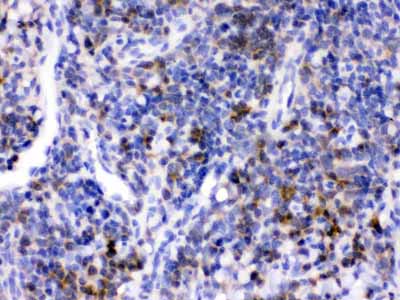 2 - Anti-CD33 Antibody ABO12781