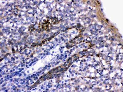 2 - Anti-LFA3 Antibody ABO12782
