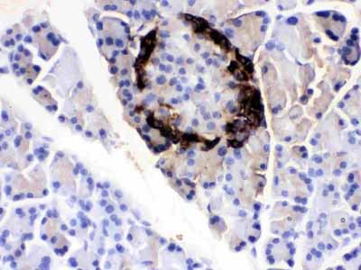 2 - Anti-VIP Antibody ABO12784