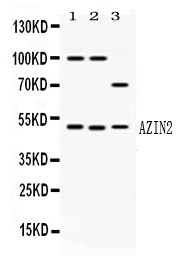 1 - Anti-AZIN2 Picoband Antibody ABO12788