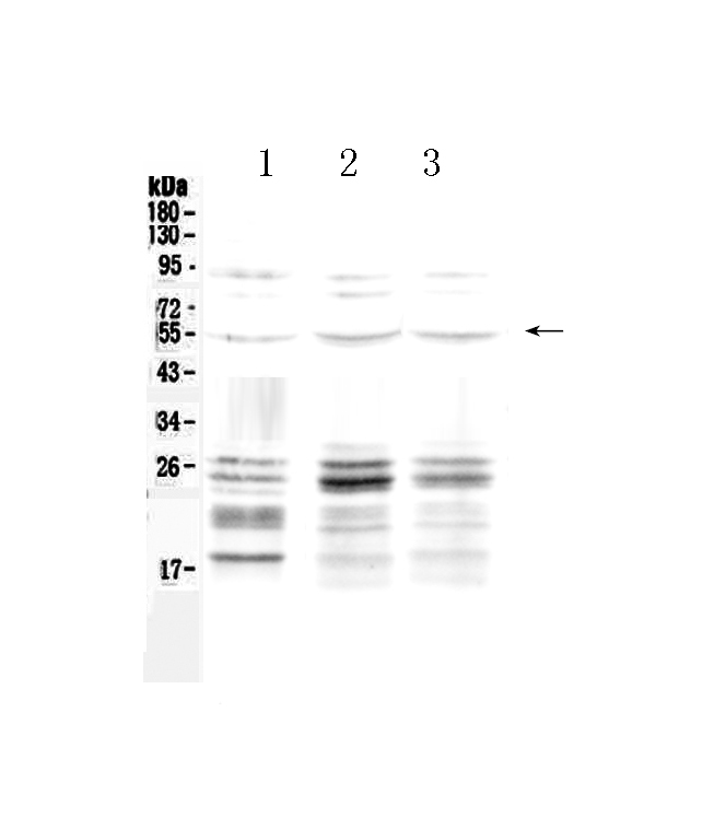 1 - Anti-PTEN Antibody ABO12790