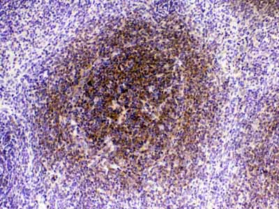 2 - Anti-CTLA4 Picoband Antibody ABO12791