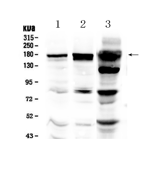 1 - Anti-EGFR Picoband Antibody ABO12792