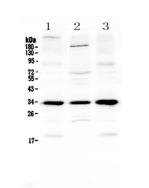 1 - Anti-MyD88 Picoband Antibody ABO12793