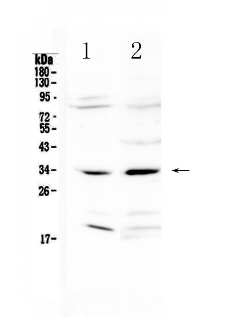 1 - Anti-MyD88 Picoband Antibody ABO12794