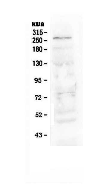 1 - Anti-Notch1 Picoband Antibody ABO12795