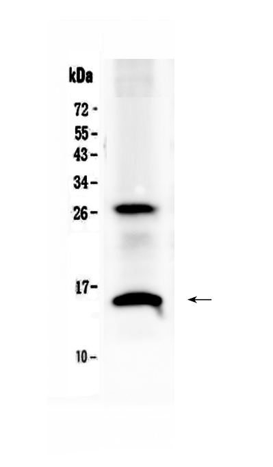 1 - Anti-SDF1 Picoband Antibody ABO12797