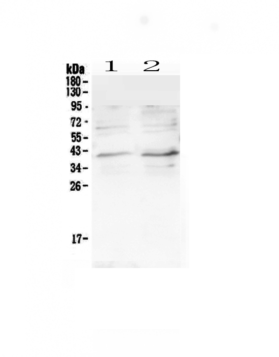 1 - Anti-CCR5 Picoband Antibody ABO12798