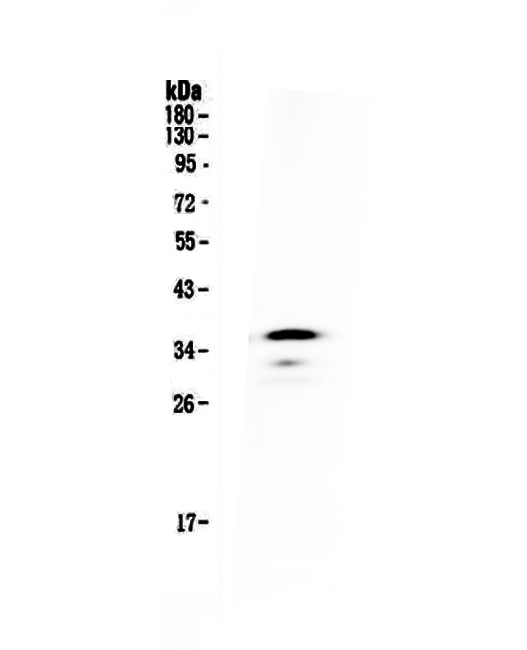 1 - Anti-CD40 Picoband Antibody ABO12799