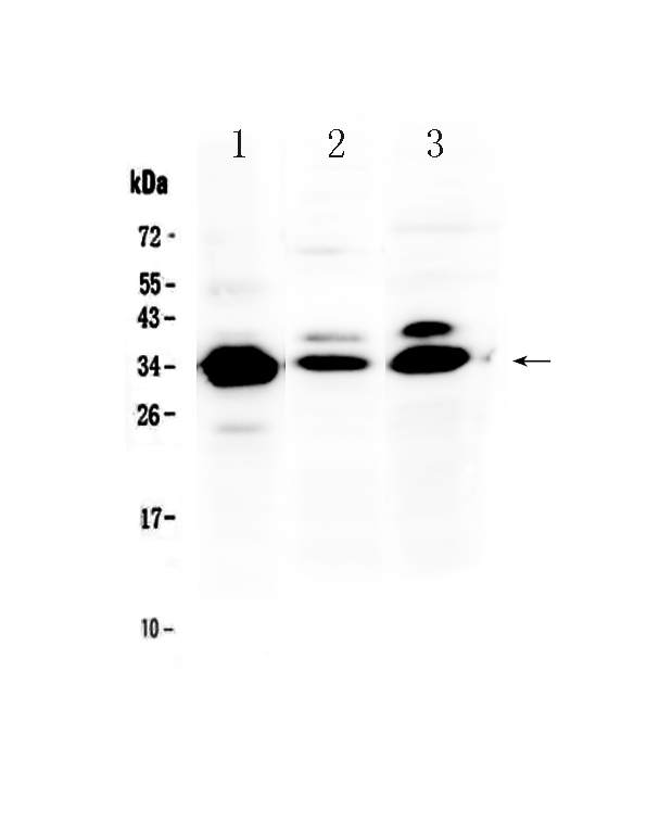 1 - Anti-IL-1 beta Picoband Antibody ABO12801