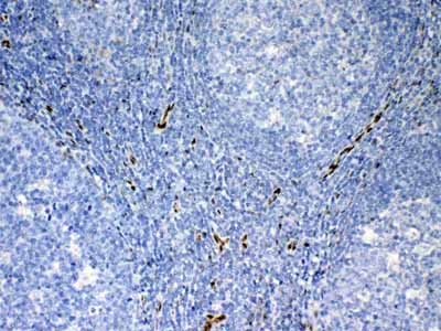 2 - Anti-IL33 Picoband Antibody ABO12803