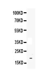 1 - Anti-IL33 Picoband Antibody ABO12803