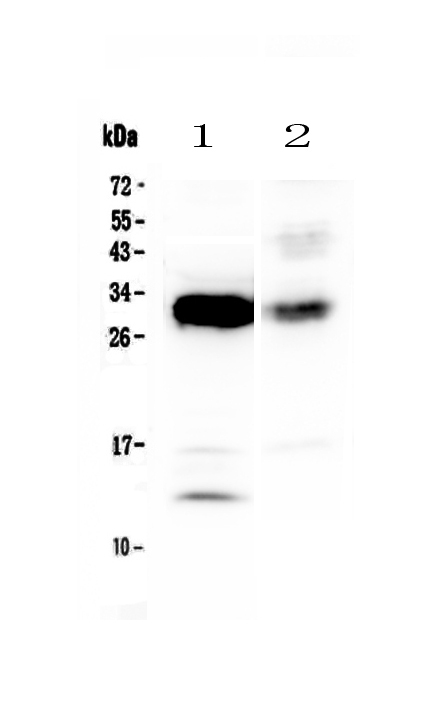 1 - Anti-IL33 Picoband Antibody ABO12804