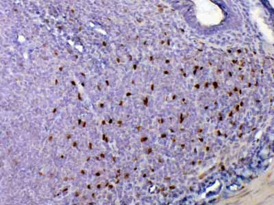 2 - Anti-IL33 Picoband Antibody ABO12805