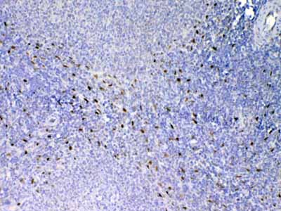 2 - Anti-IL33 Picoband Antibody ABO12805