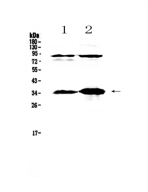 1 - Anti-IL33 Picoband Antibody ABO12805