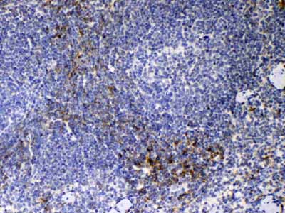 2 - Anti-CD14 Picoband Antibody ABO12806