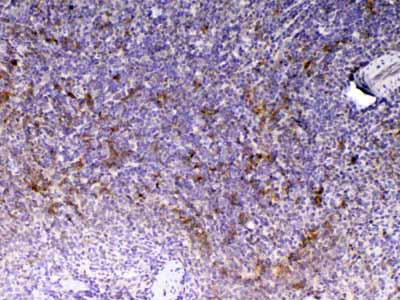 2 - Anti-CD14 Picoband Antibody ABO12806
