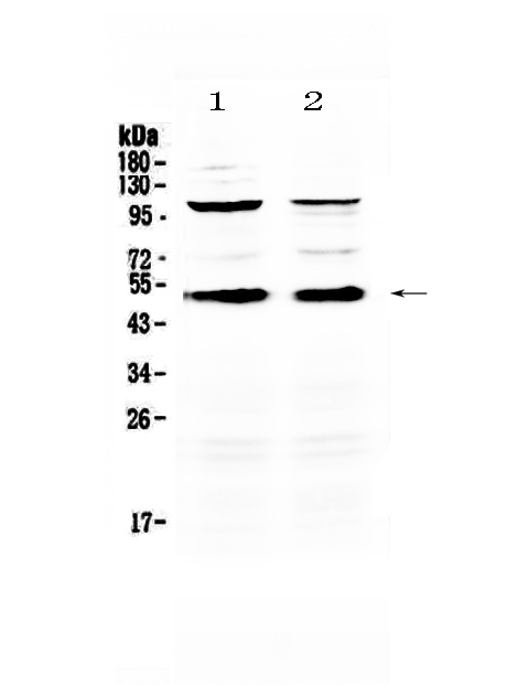 1 - Anti-CD14 Picoband Antibody ABO12806