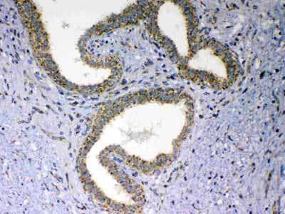 2 - Anti-MAVS Picoband Antibody ABO12808
