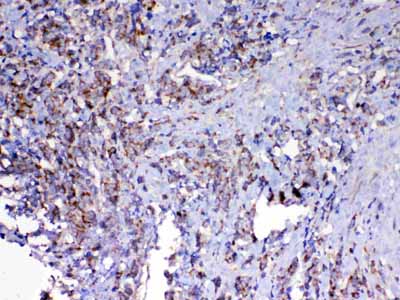 2 - Anti-MAVS Picoband Antibody ABO12808