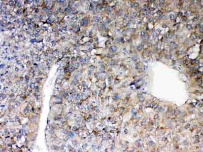 2 - Anti-MAVS Picoband Antibody ABO12808