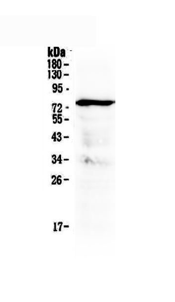1 - Anti-MAVS Picoband Antibody ABO12808