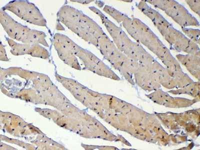 2 - Anti-Dnmt1 Picoband Antibody ABO12809