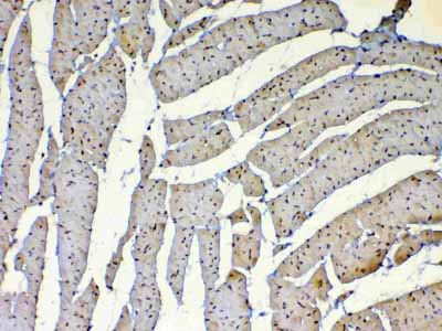 2 - Anti-Dnmt1 Picoband Antibody ABO12809