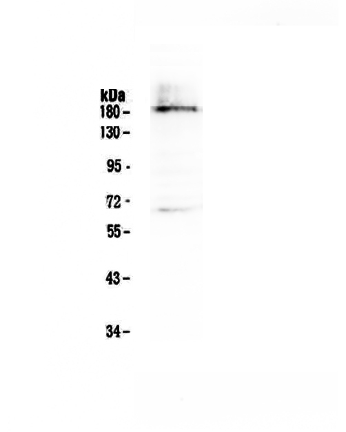 1 - Anti-Dnmt1 Picoband Antibody ABO12809