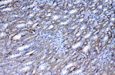 2 - Anti-Flt3 / CD135 Picoband Antibody ABO12813