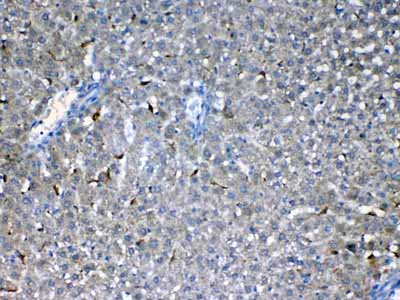 2 - Anti-Flt3 / CD135 Picoband Antibody ABO12813
