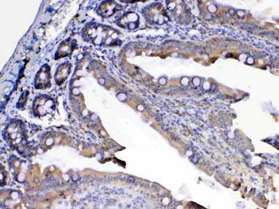 2 - Anti-Flt3 / CD135 Picoband Antibody ABO12813