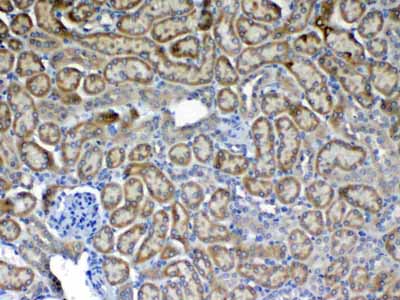 2 - Anti-Flt3 / CD135 Picoband Antibody ABO12813