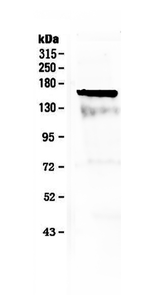 1 - Anti-Flt3 / CD135 Picoband Antibody ABO12813