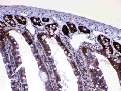 2 - Anti-Ran Picoband Antibody ABO12814