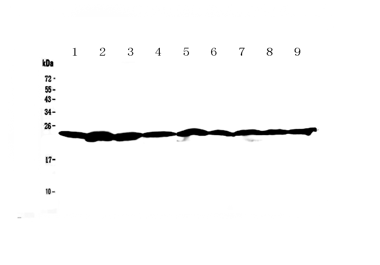 1 - Anti-Ran Picoband Antibody ABO12814